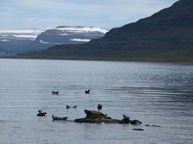 zeehonden - seals