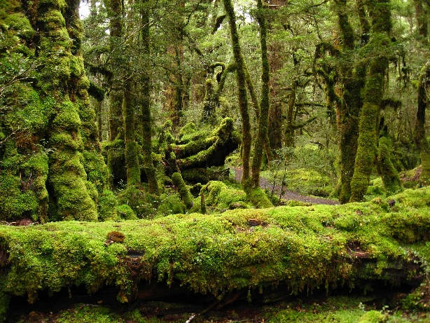 Milford road regenwoud