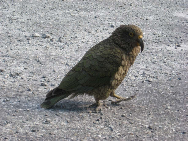 Kea at Arthur's pass