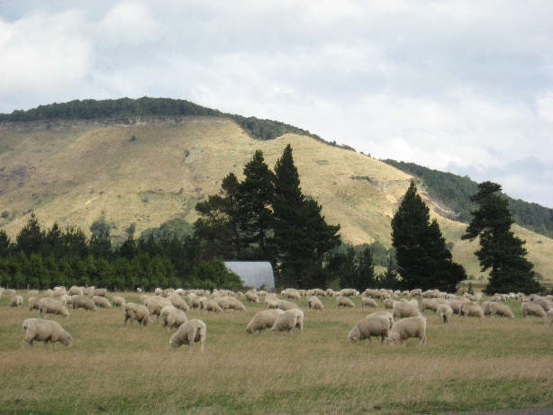 schapen!